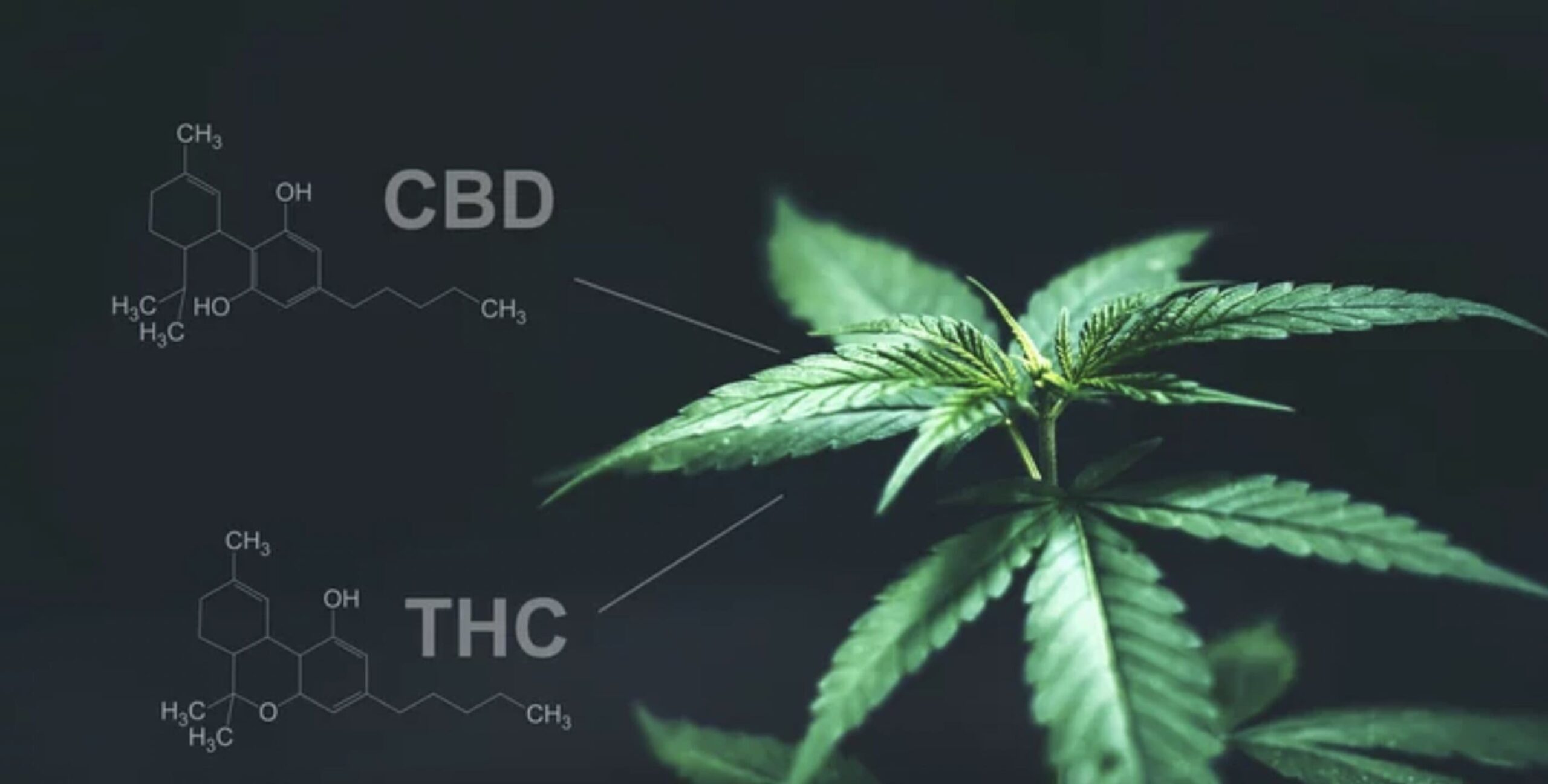 CBD ja THC erinevus