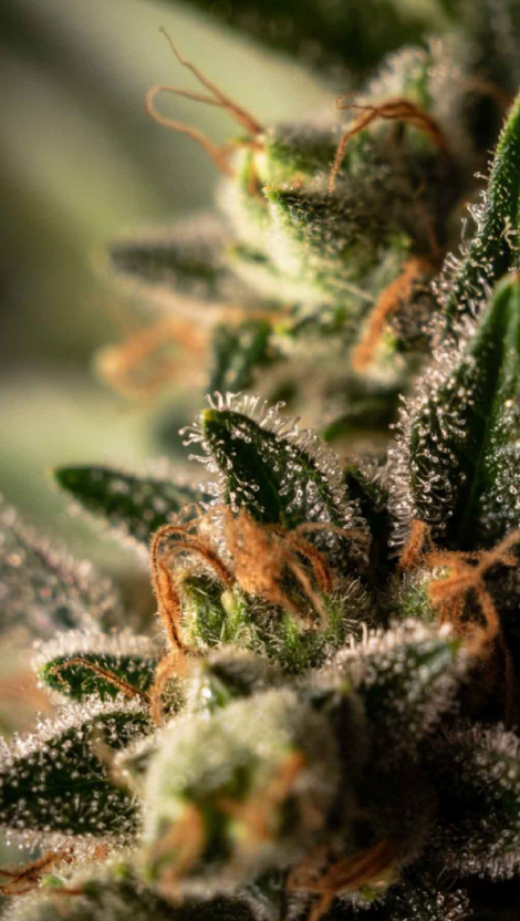 CBD õli